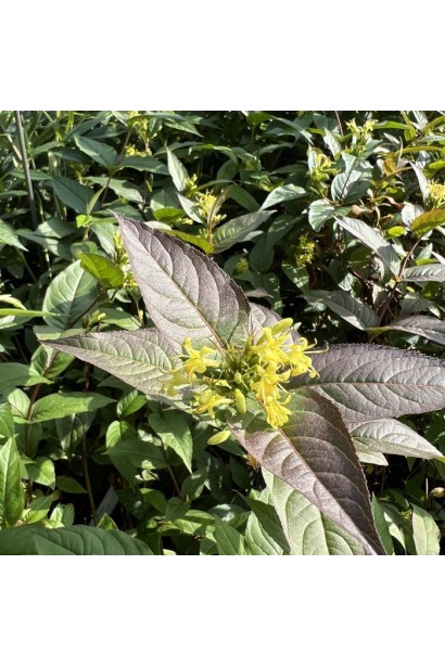 Діервілла Меджикал Грін Дрегон опис